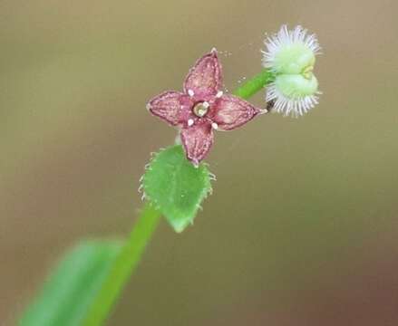 Image of Hairy bedstraw