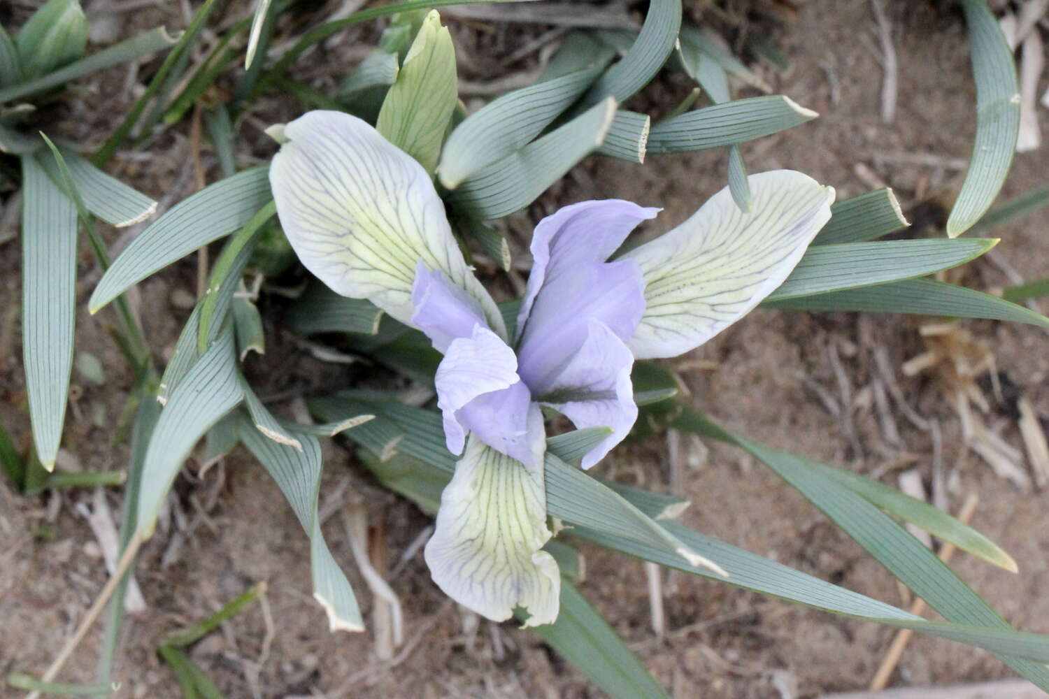 Image of Iris lactea Pall.