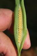 Image of Spathicarpa hastifolia Hook.