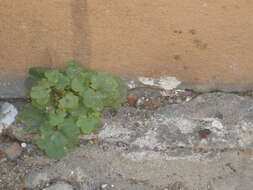 Image of Cymbalaria muralis subsp. muralis