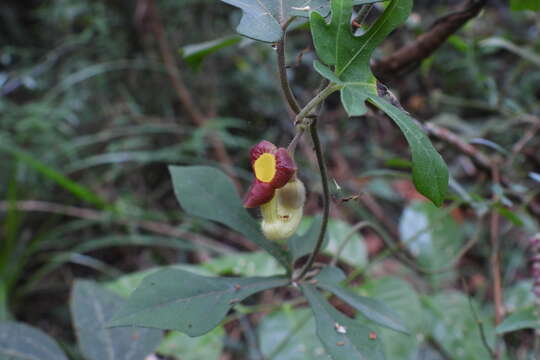 Image of Aristolochia cucurbitifolia Hayata