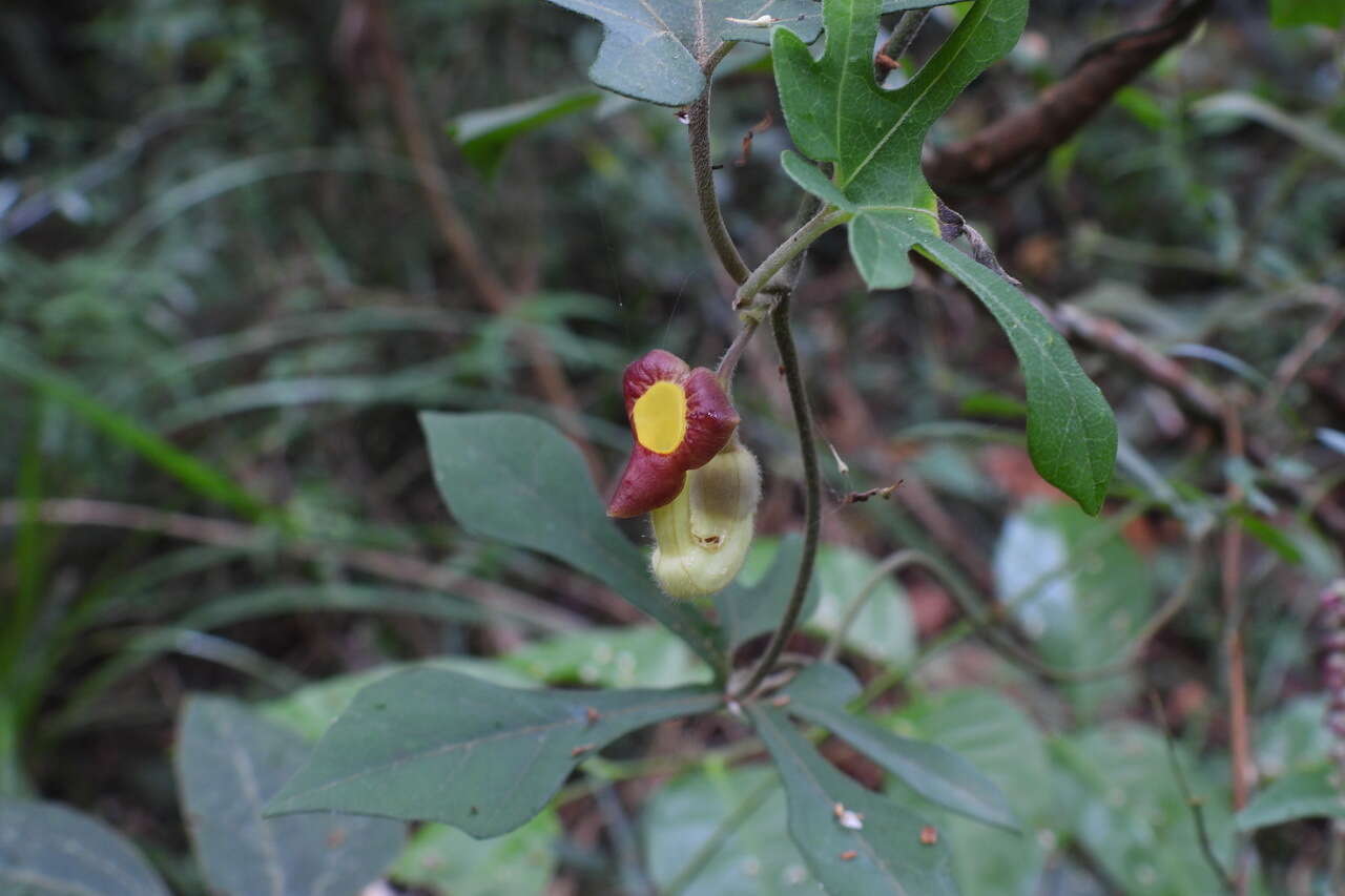 Image de Aristolochia cucurbitifolia Hayata