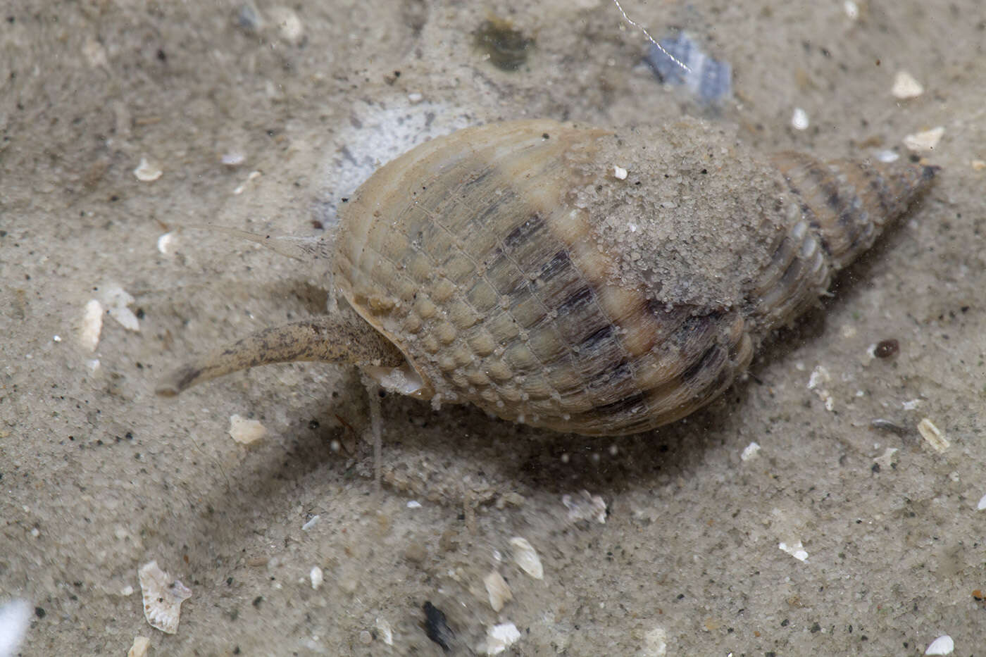 Image of Nassarius livescens (Philippi 1849)