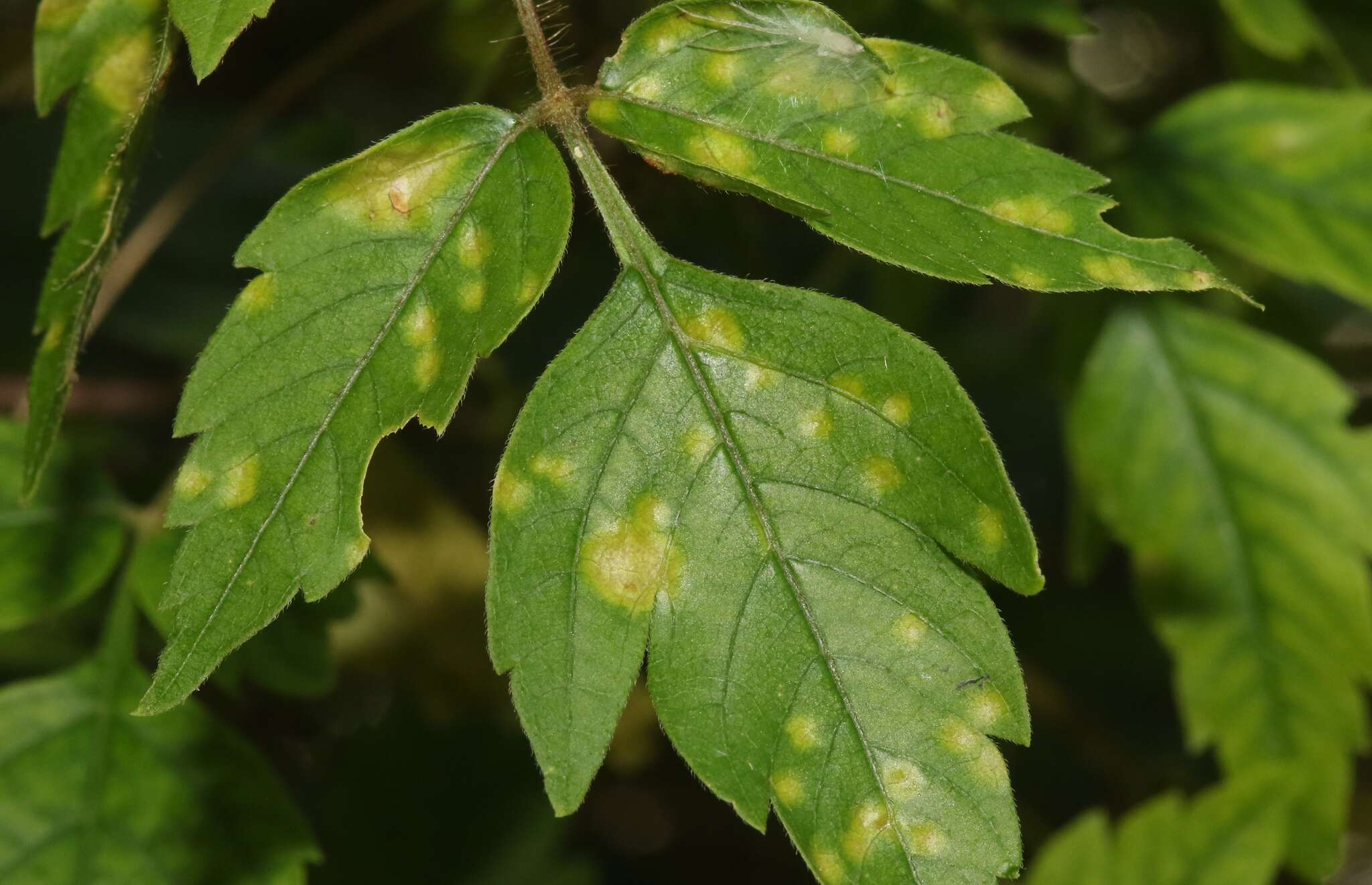 Image of Puccinia arechavaletae Speg. 1881