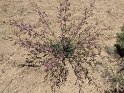 Image of Lone Pine beardtongue