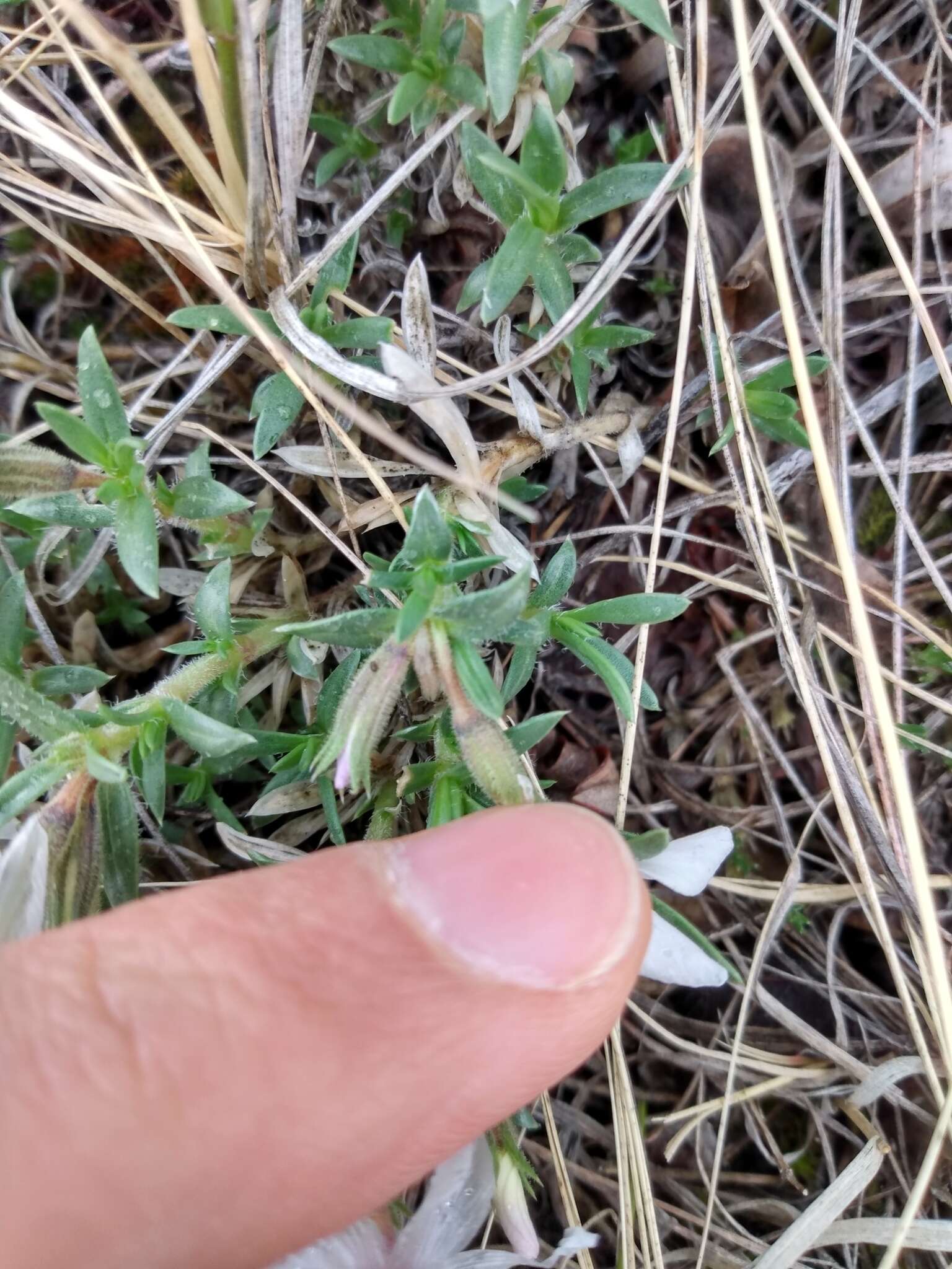 Image of alyssumleaf phlox