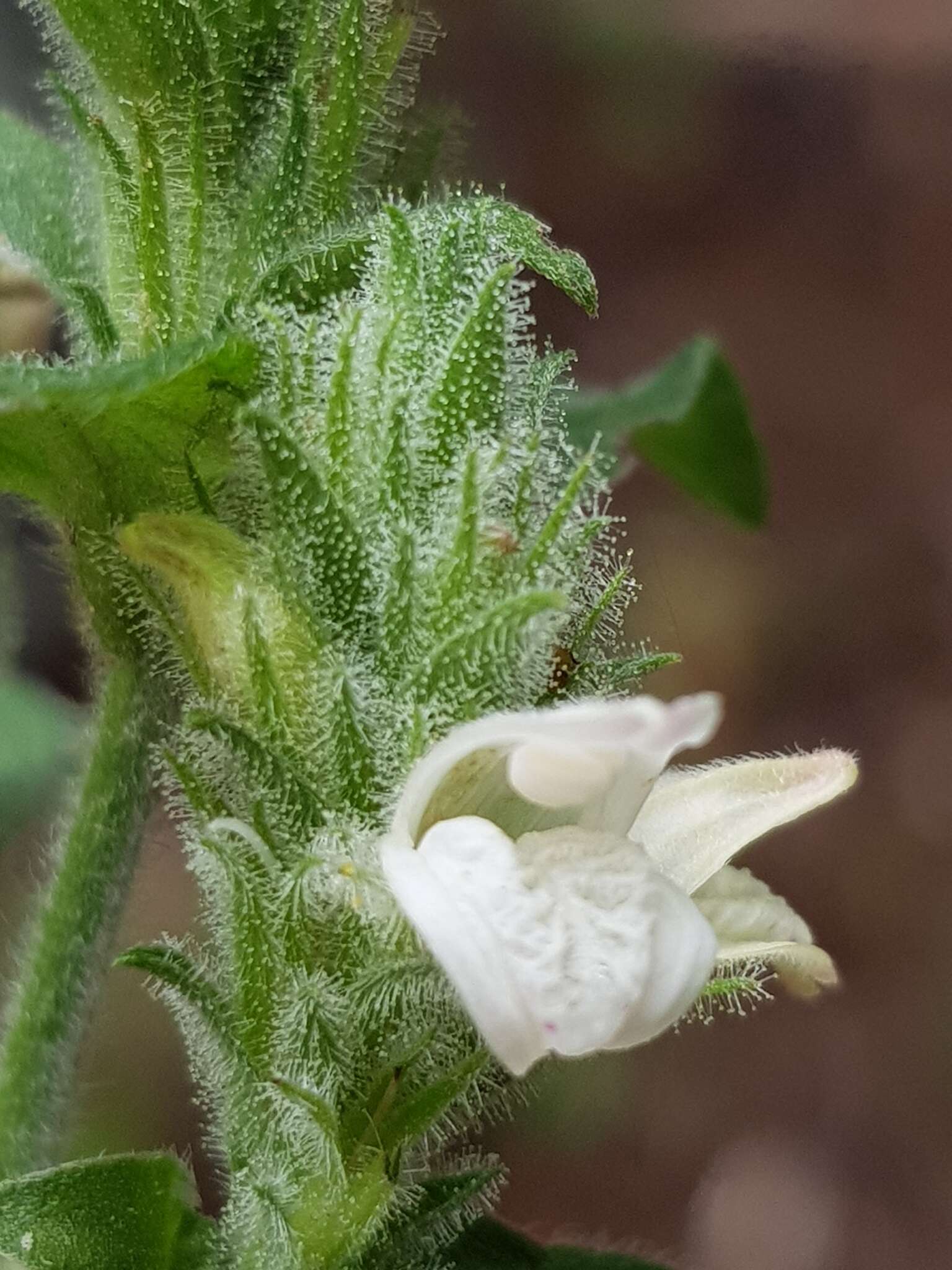 Sivun Isoglossa glandulosissima K. Balkwill kuva