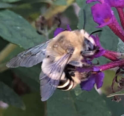 Image of Anthophora walshii Cresson 1869