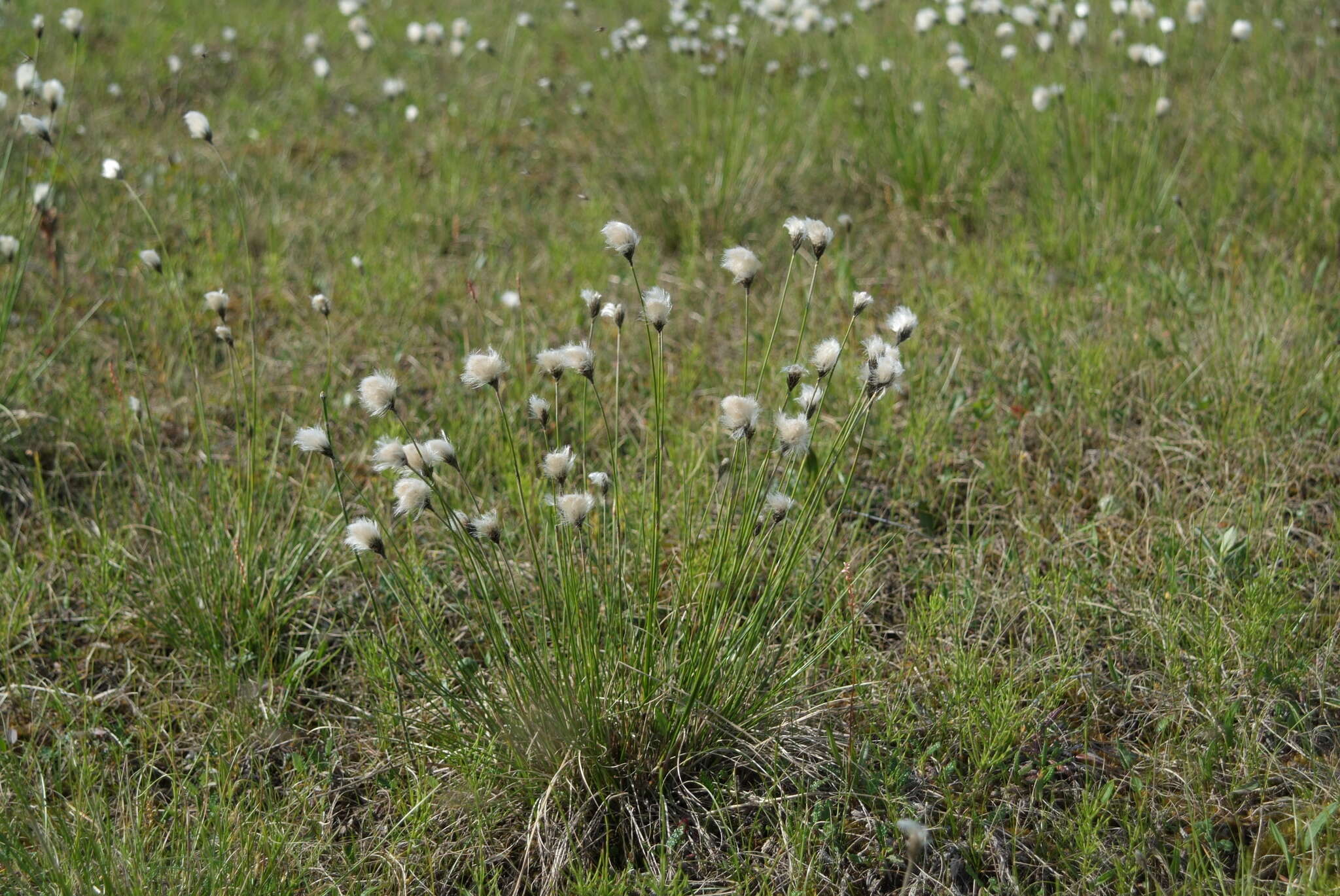 Image of northland cottonsedge