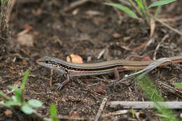 Image of Lowlands Plain-backed Ctenotus