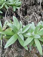 Image of Helichrysum devium J. Y. Johnson