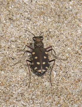 Image of Cicindela (Calomera) littoralis Fabricius 1787