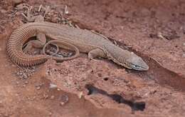 Imagem de Varanus storri Mertens 1966