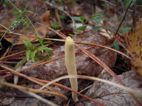 صورة Clavariadelphus ligula (Schaeff.) Donk 1933