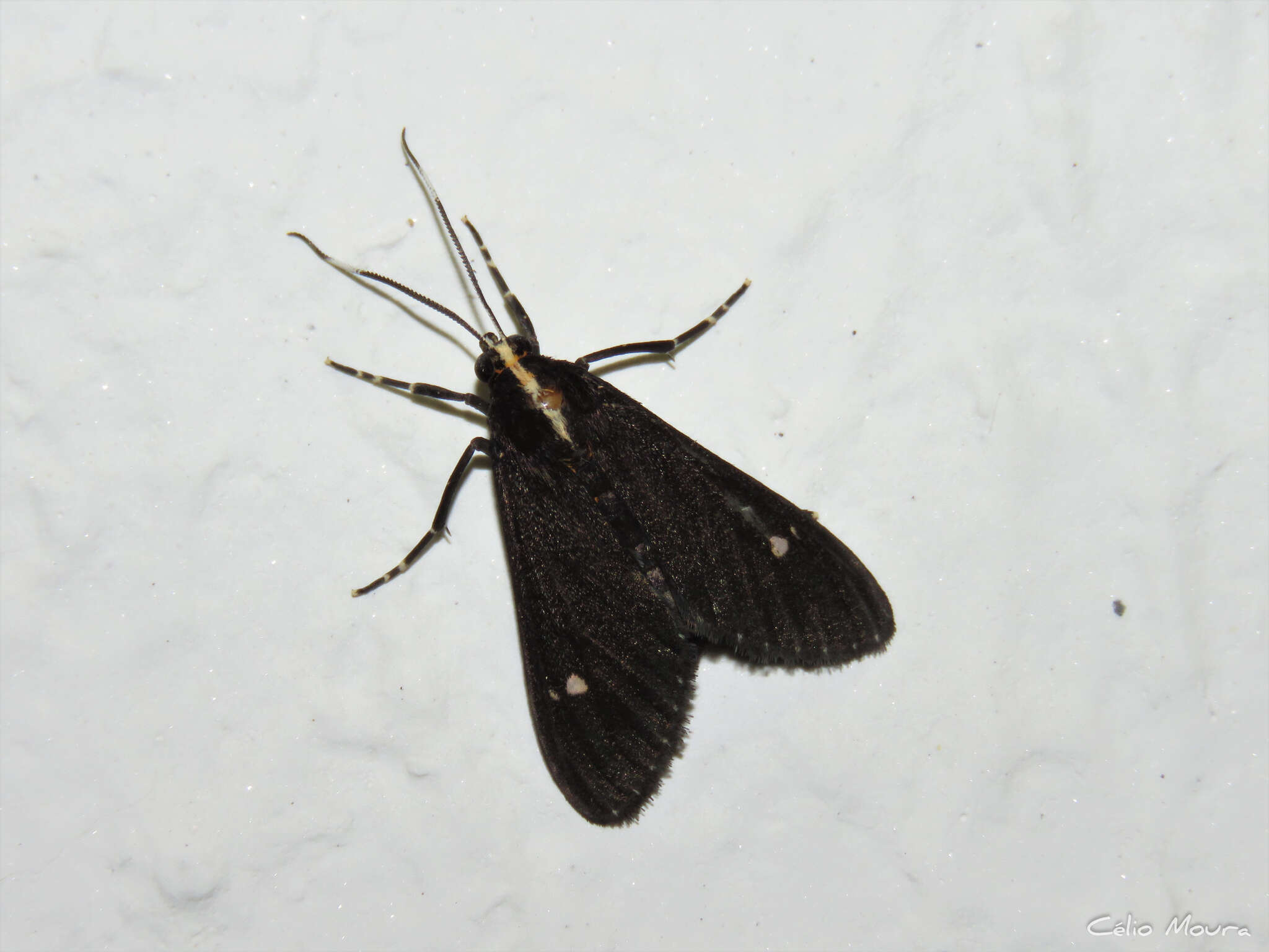 Image of Psilopleura pentheri Zerny 1912