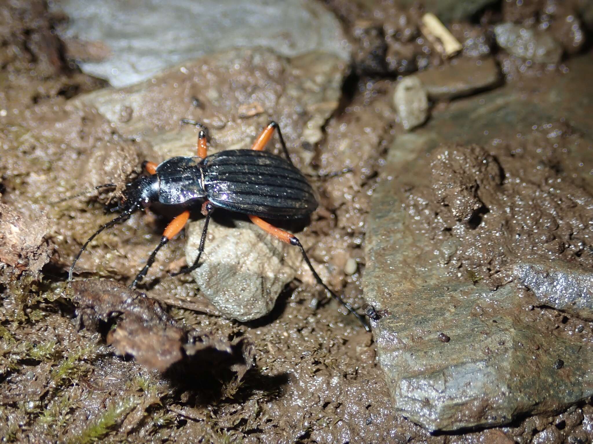 Carabus (Ctenocarabus) galicianus Gory 1839 resmi