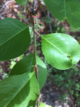 Image of Alabama cherry