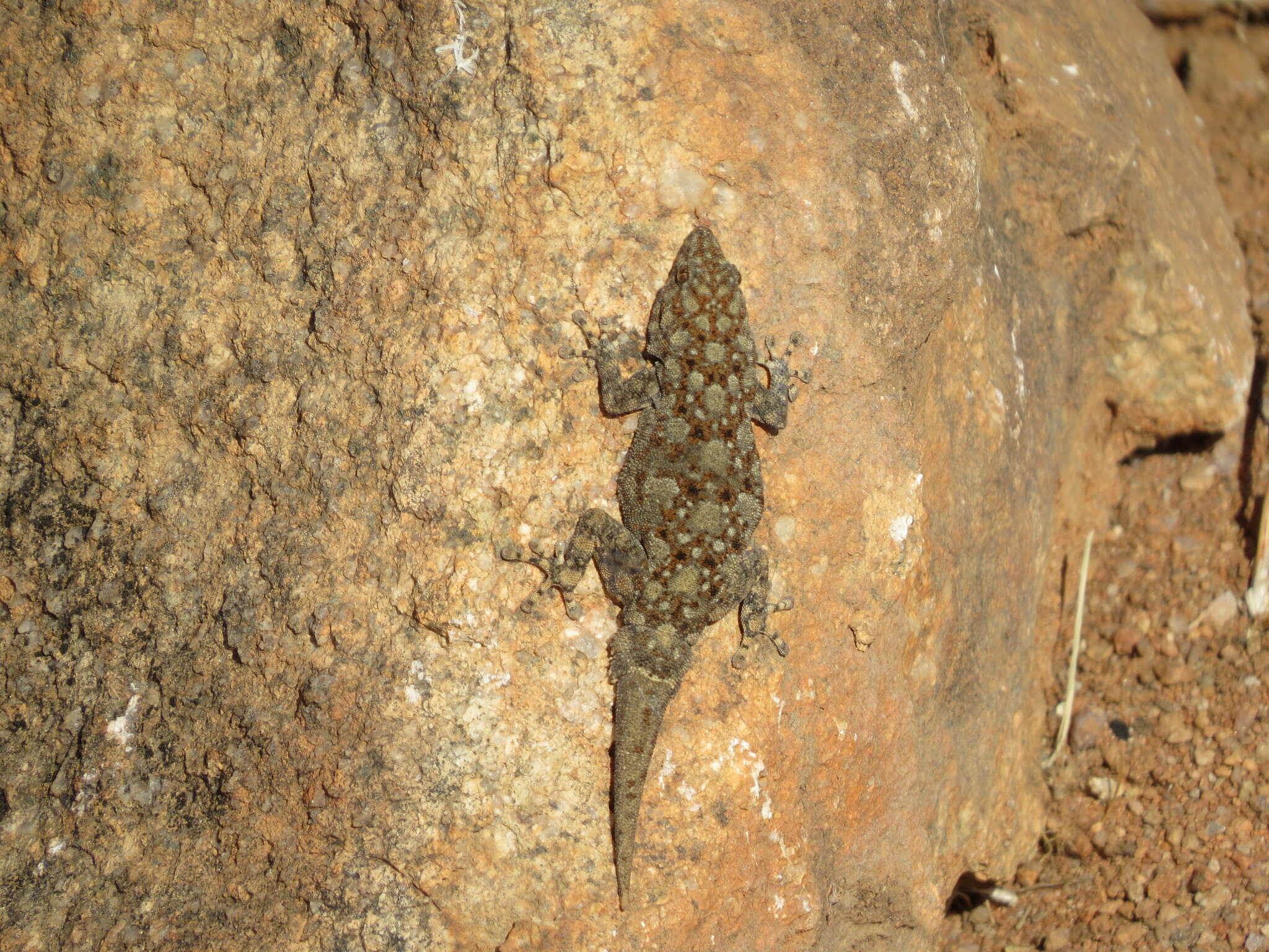 Image of Barnard’s Namib Day Gecko