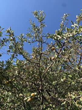 Image of Pyrus spinosa Forsk.