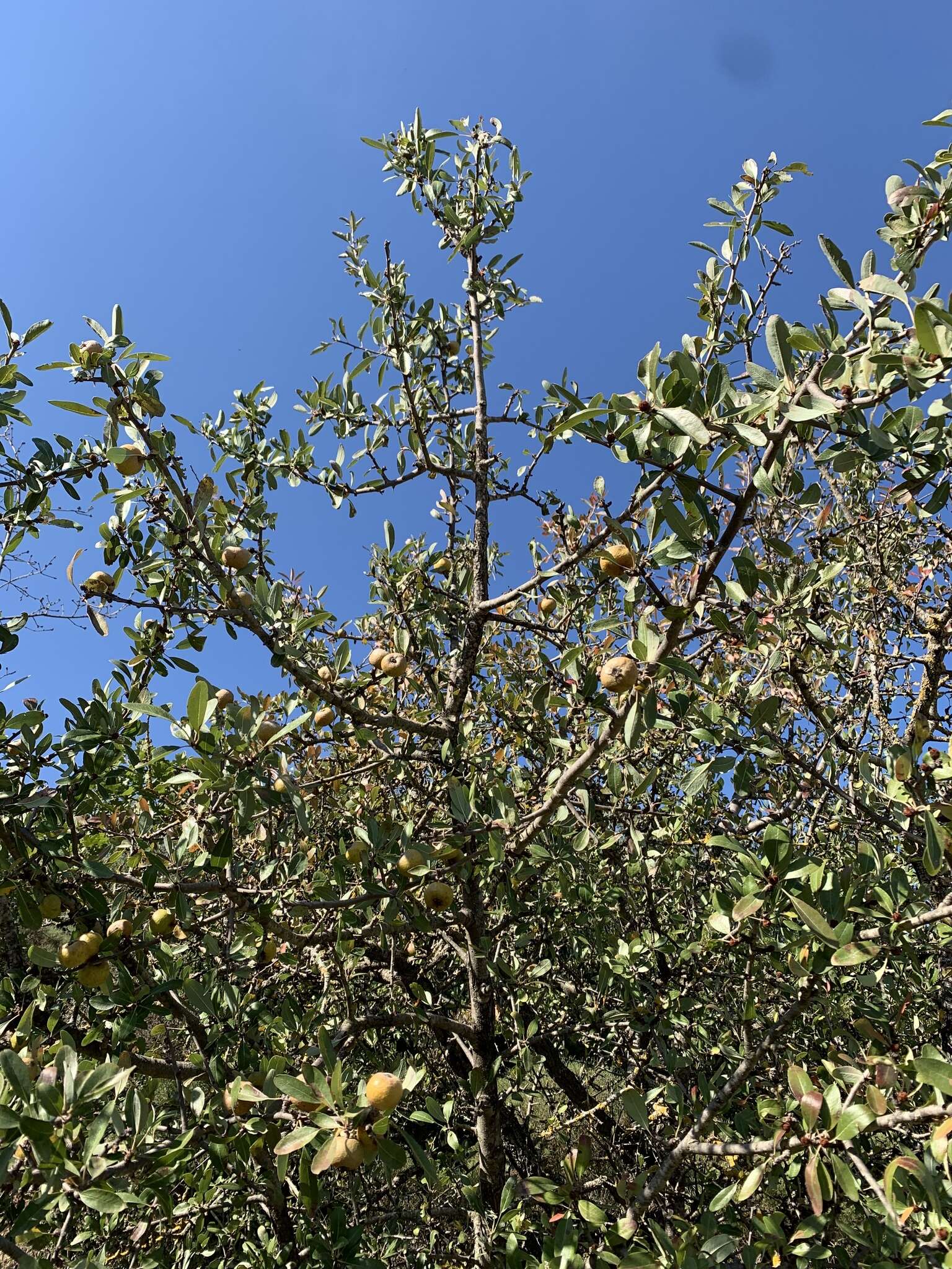 Plancia ëd Pyrus spinosa Forsk.