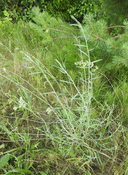 Image of Chondrilla graminea Bieb.