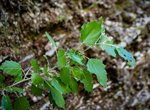 Image of Populus rouleauana B. Boiv.