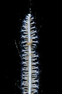 Sivun Funiculina Lamarck 1816 kuva