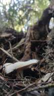 Image of Russula fuegiana Singer 1950