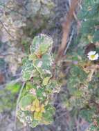 Image of Olearia tomentosa (Wendl.) DC.