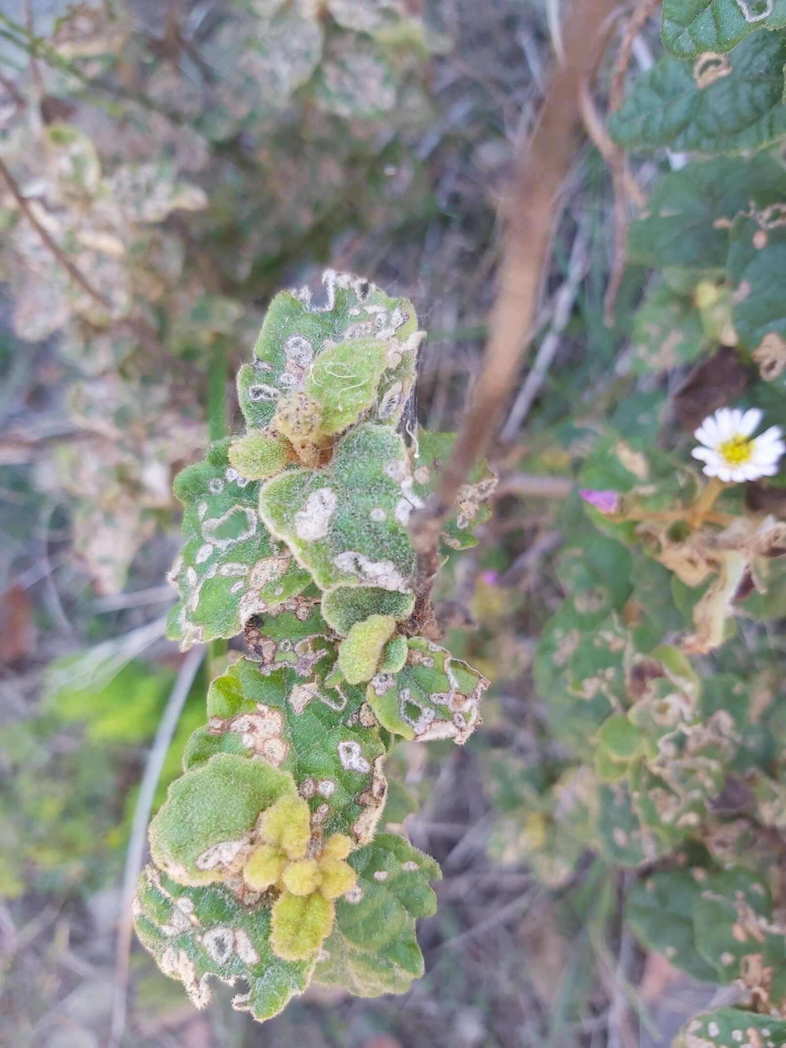 Image de Olearia tomentosa (Wendl.) DC.