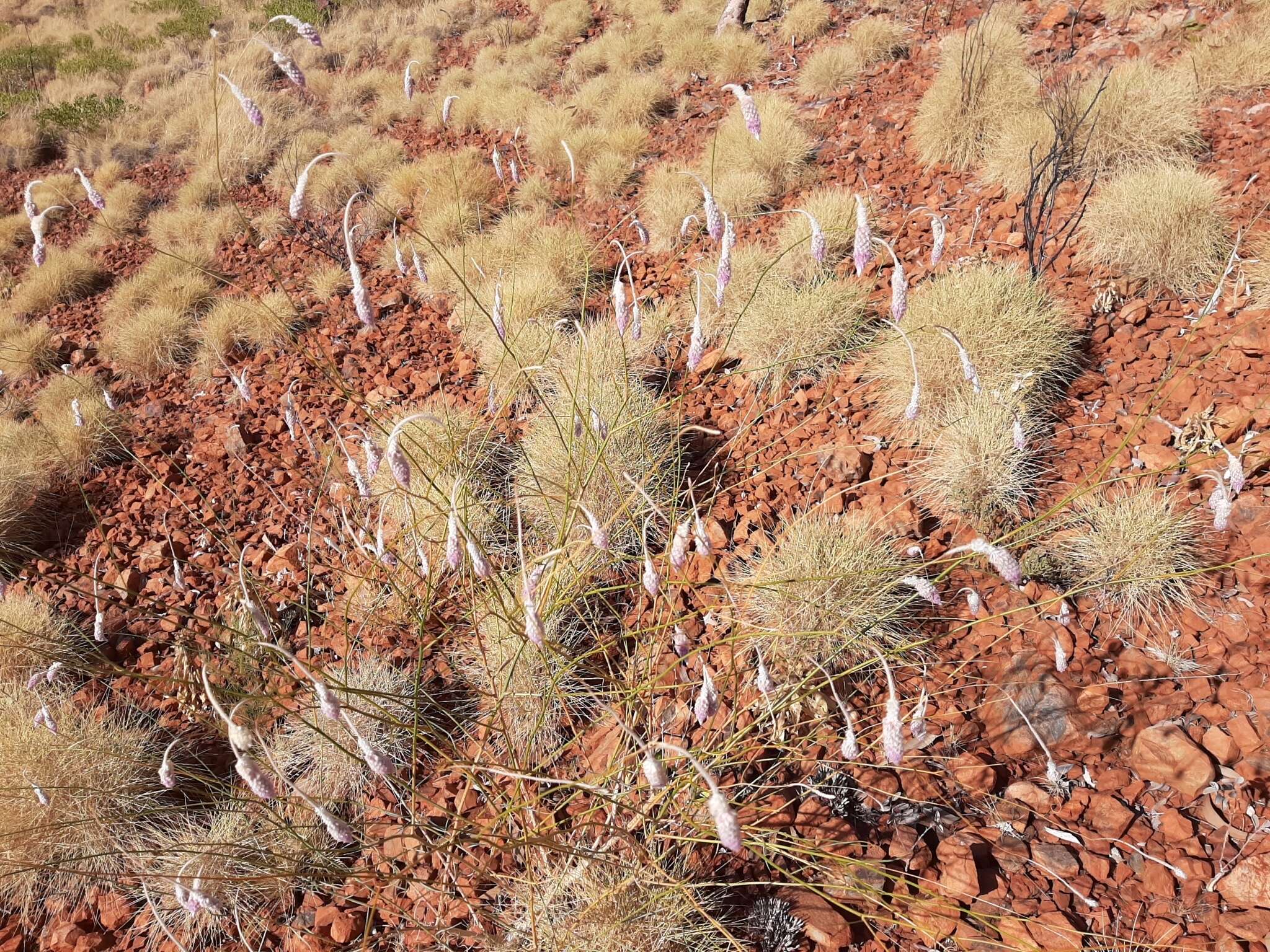 Image of Ptilotus calostachyus F. Müll.