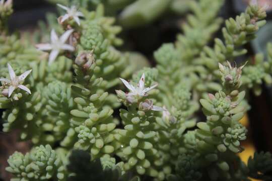 Image of Sedum jerzedowskii Perez-Calix