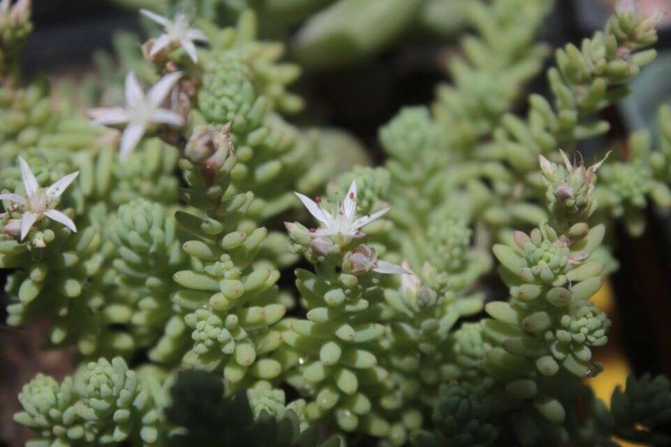 Image of Sedum jerzedowskii Perez-Calix