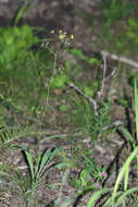 Bupleurum komarovianum O. A. Lincz. resmi