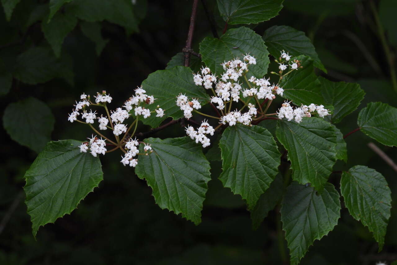 Image de Viburnum betulifolium Batalin