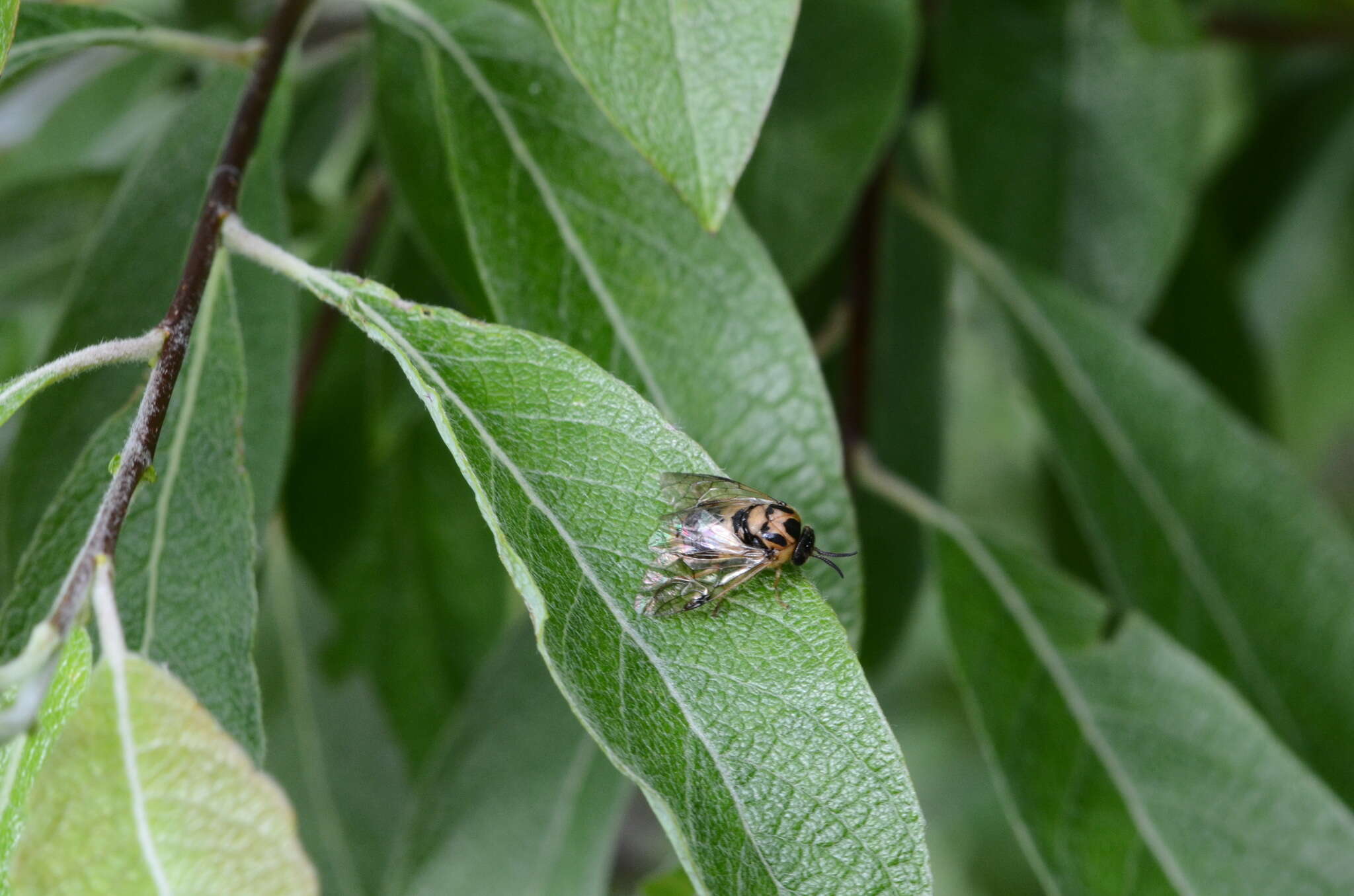 Plancia ëd Diprion similis (Hartig)