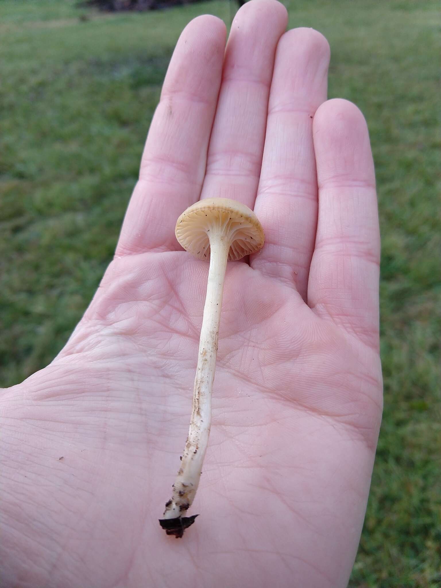 Image of Hygrocybe russocoriacea (Berk. & T. K. Mill.) P. D. Orton & Watling 1969