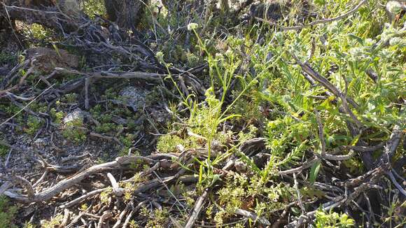 Слика од Cryptantha decipiens (M. E. Jones) Heller