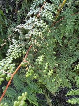 Image of thicket creepingfern