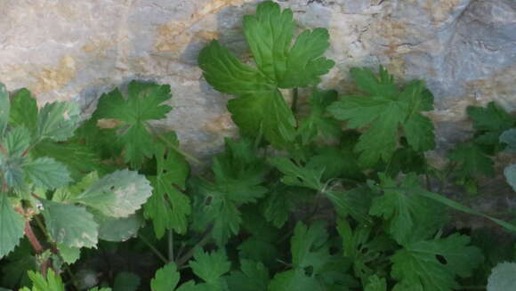 Image of Geranium mascatense Boiss.