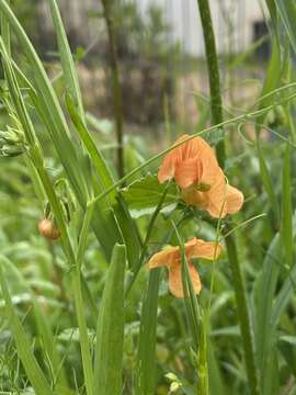 Image of Lathyrus hierosolymitanus Boiss.