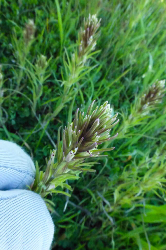 Image of attenuate Indian paintbrush