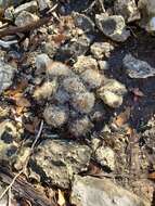 Image of Texas Nipple Cactus