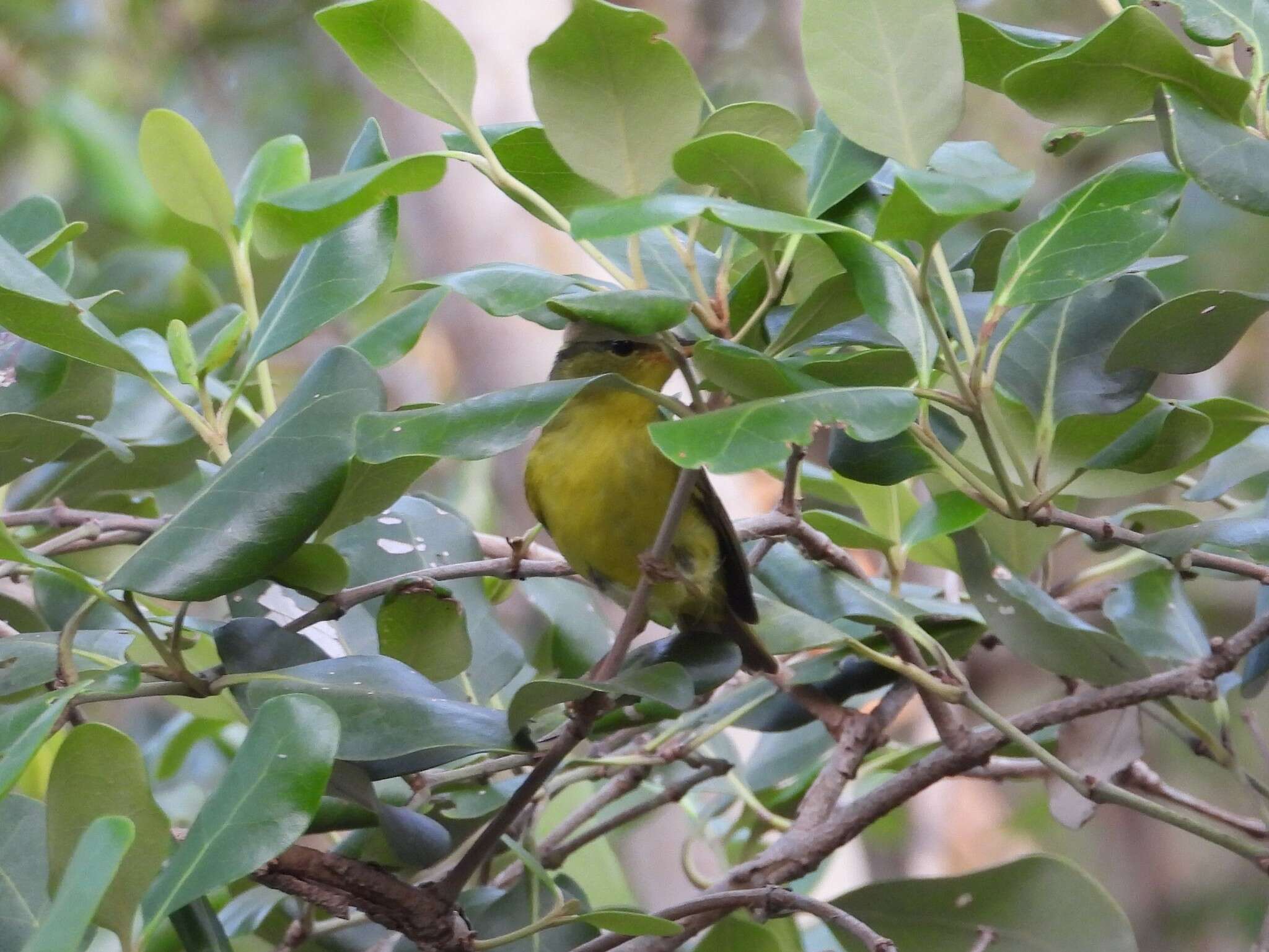 Imagem de Phylloscopus ricketti (Slater 1897)