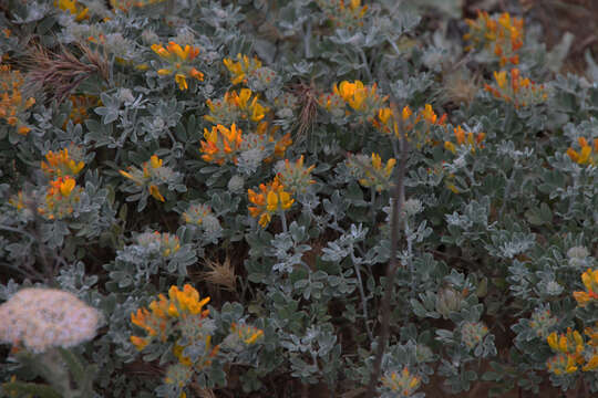 Image of <i>Acmispon argophyllus</i> var. <i>adsurgens</i>