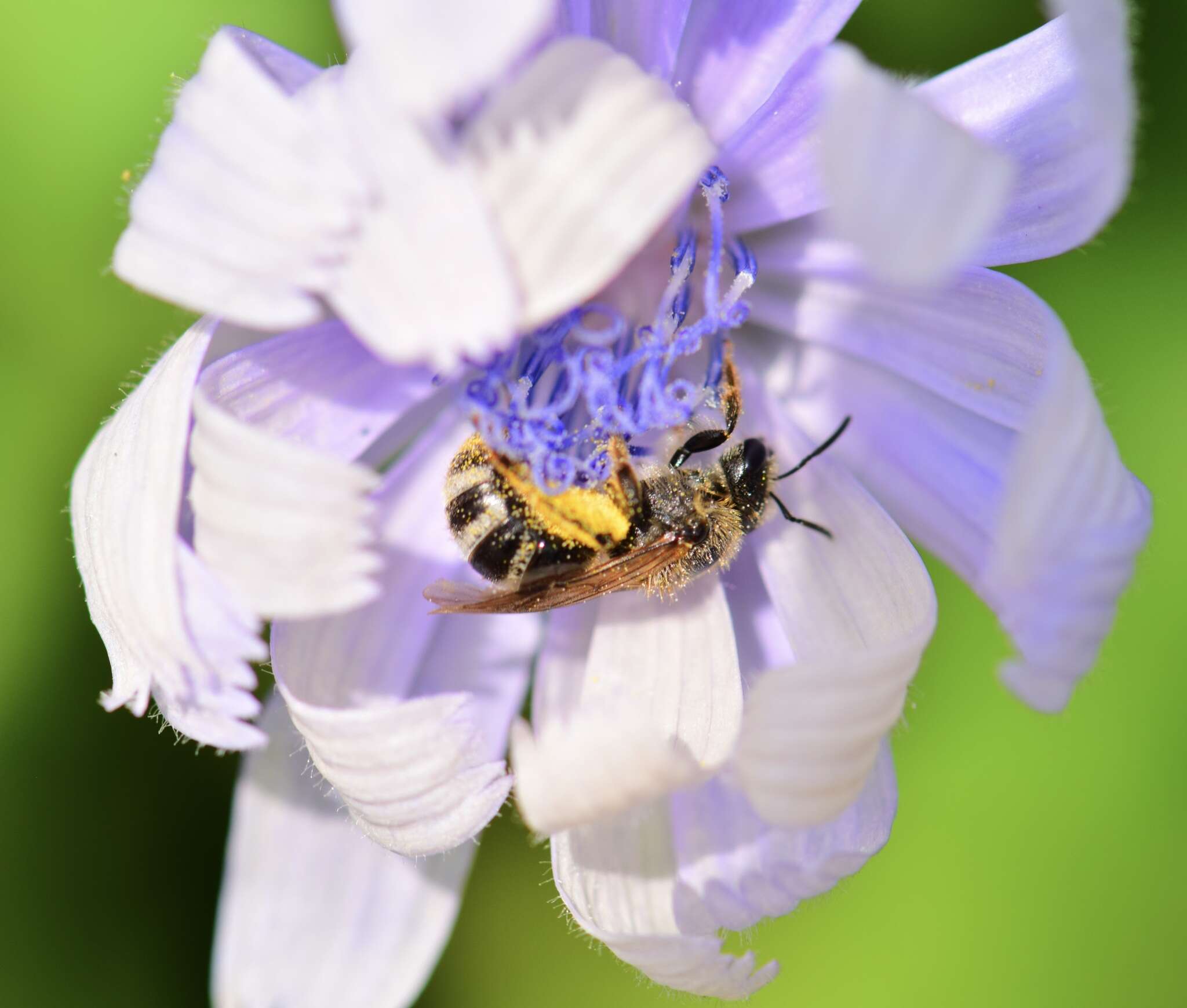 Plancia ëd Lasioglossum leucozonium (Schrank 1781)