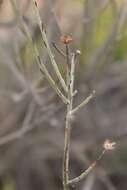 Image of Phymaspermum aphyllum Magee & Ruiters