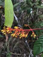 Image of Palicourea triphylla DC.