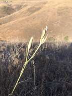 Image of Nez Perce mariposa lily