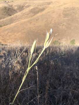 Image of Nez Perce mariposa lily